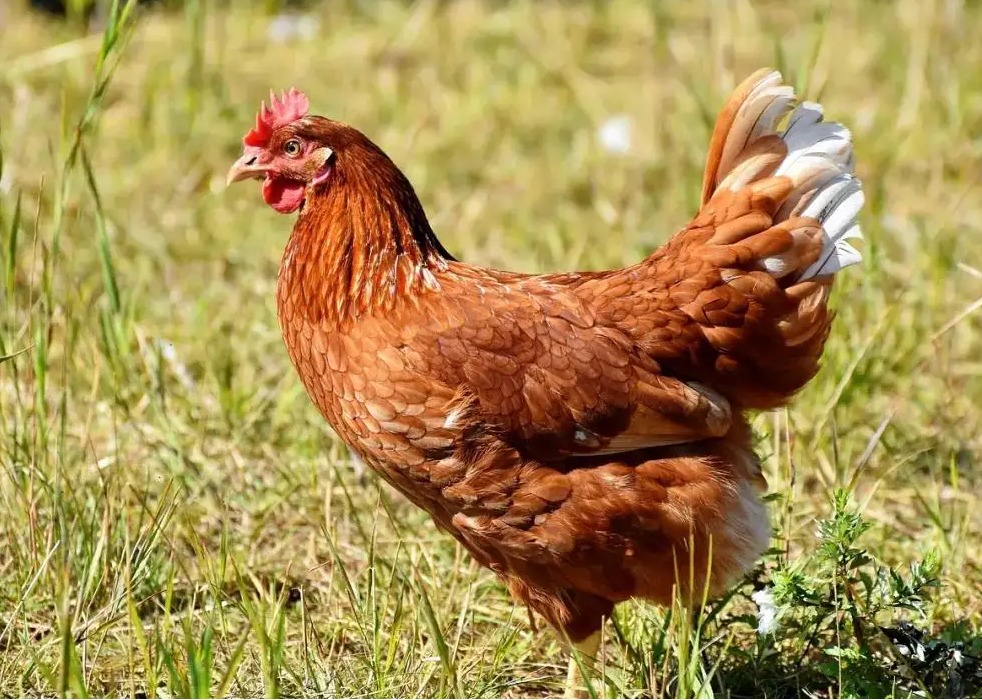 Roosters and Chickens are seen as a symbol of Good luck in Asian Cultures